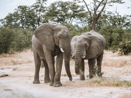 Africa Expeditions_Botswana_elephant_Sav