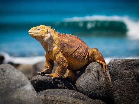 Nature in Galapagos