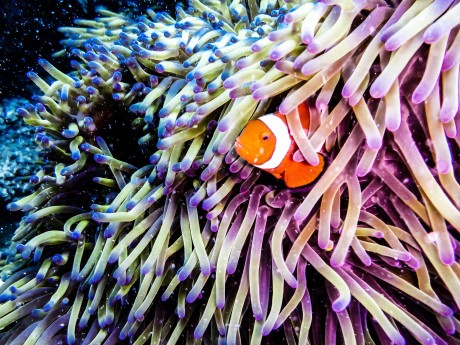 Australien_Queensland_Great Barrier Reef