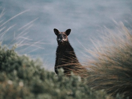Young Kangaroo in Cowes, Australia