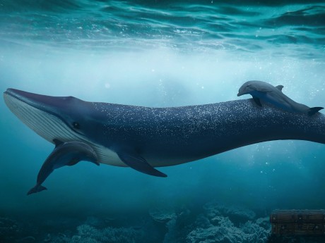 Blue Whale