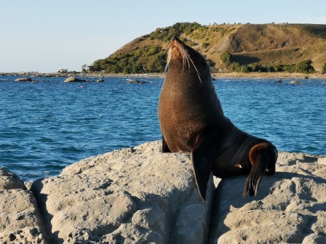 Neuseeland_Si_Kaikoura_Robbe auf Felsen 