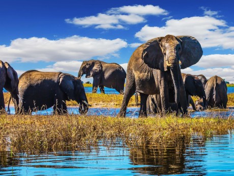 Botswana_Chobe Nationalpark_Elefanten
