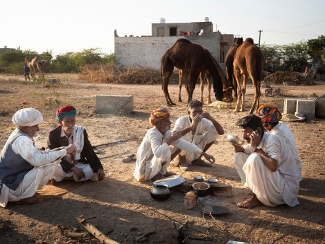 Camel Drovers, Nagaur