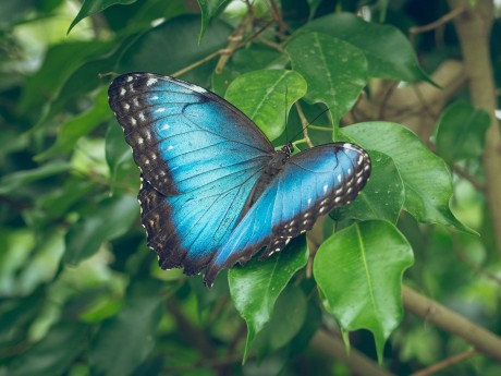 Blue Morpho