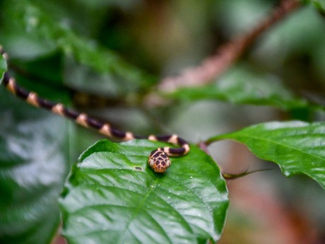 Blunt-headed tree snake