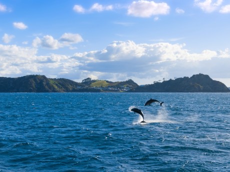 Neuseeland_Nordinsel_Bay of Islands_Delf