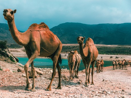 Kamele in Salalah