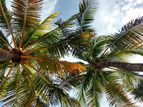 Palmen in Playa del Carmen, Mexiko