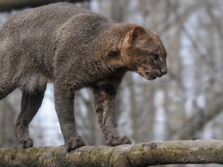 Jaguarundi