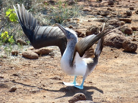 Blue Footed Booby