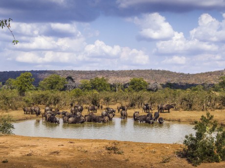 Südafrika_Krüger Nationalpark_Buffalos_s