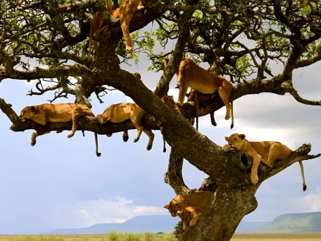 Ngorongoro Adventure and Serengeti