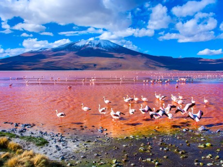 Bolivien_Uyuni_Flamingoes in Laguna Colo