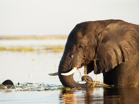 Sunway Botswana Chobe Bruce Taylor-4137