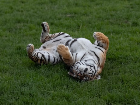 playful tiger
