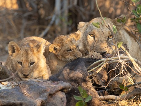 Sunway Botswana Mababe Private Reserve B