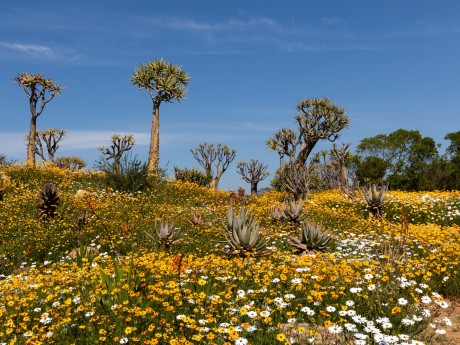 Südafrika_Namaqualand_Wildblumen und Köc