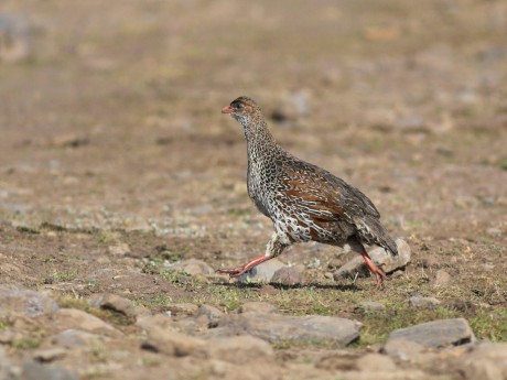 Chestnut-Naped Francolin