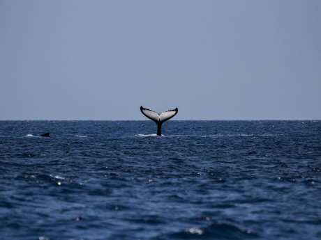 Humpback Whale
