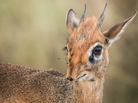 Dik Dik