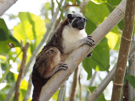 Tamarin