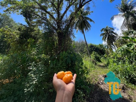 Holding fruit