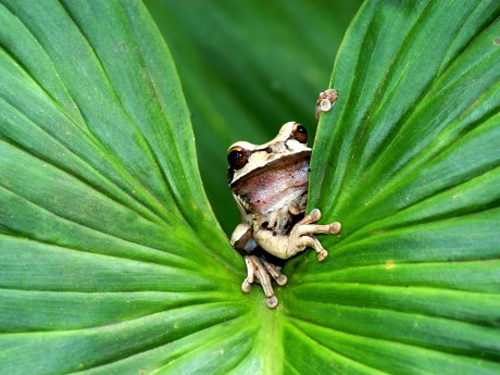 Tree Frog