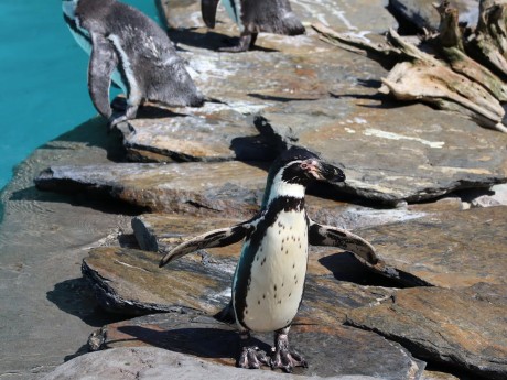 Humboldt Penguin