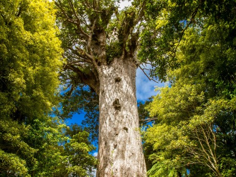Neuseeland_Ni_Kauri Bäume_Landschaft 