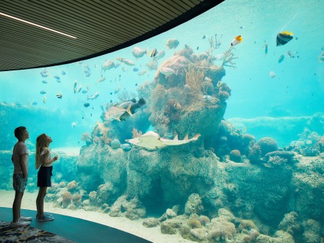 Daydream Island Resort Aquarium
