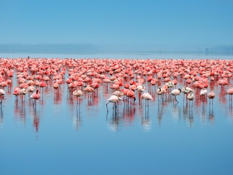 Lake Nakuru Flamingos 