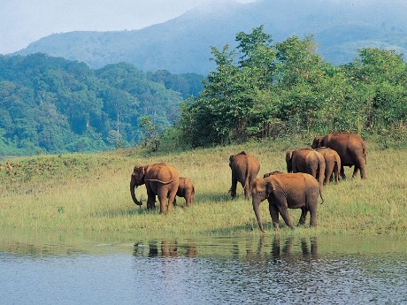 Periyar National Park