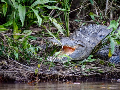 Crocodile, Costa Rica