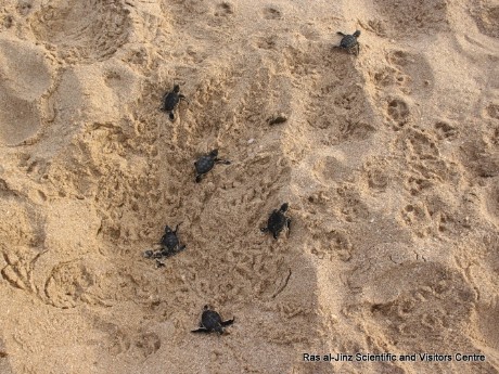 Ras Al Jinz Turtle Reserve