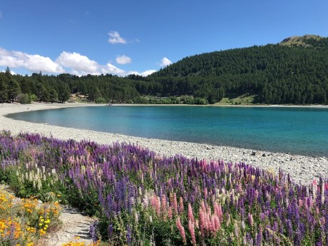 Flowers in Lake Tekapo