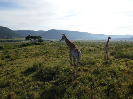 Giraffe in Kariega Private Game Reserve