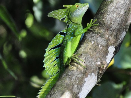 Basilisk Lizard