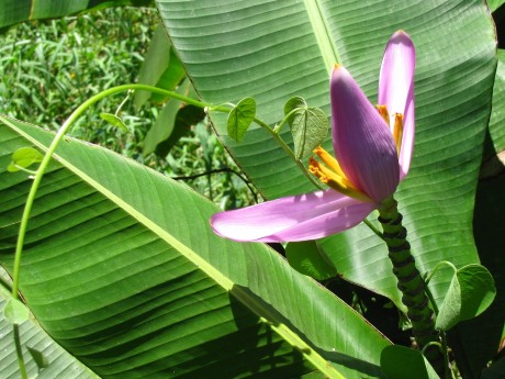 Banana Flower