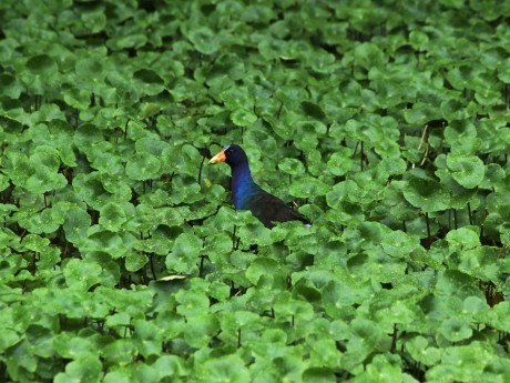 Northern Jacana 12
