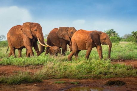 4 Days Safari Northern Parks