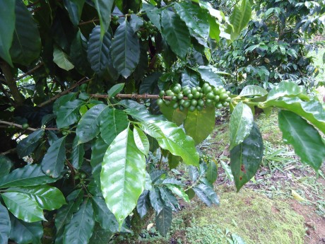 Coffee Plant with Cherries