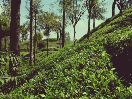 Tea plantation