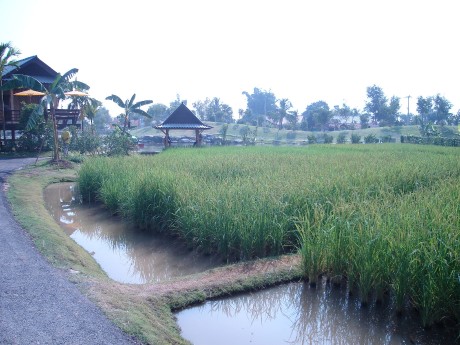 Rice Paddies