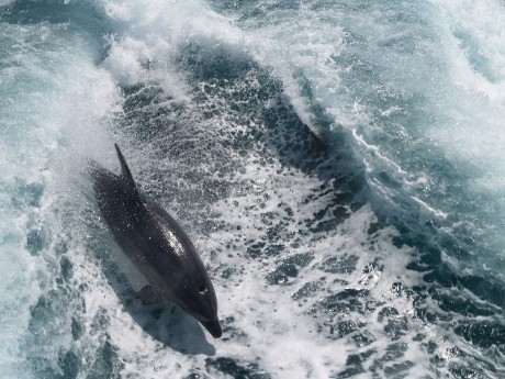 Dolphin in Bay of Islands