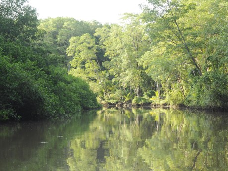 Tarcoles Guacalillo Mangroves