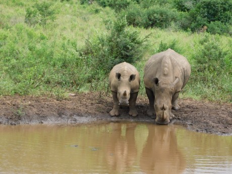 South Africa Hluhluwe rhino Moses Mnadi-