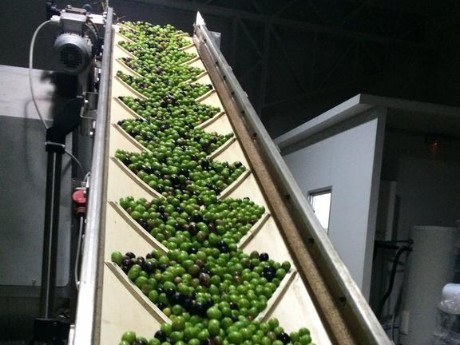 Olive Processing