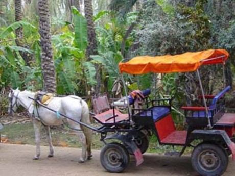 Horse-drawn Carriage