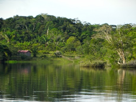 Amazon Rainforest
